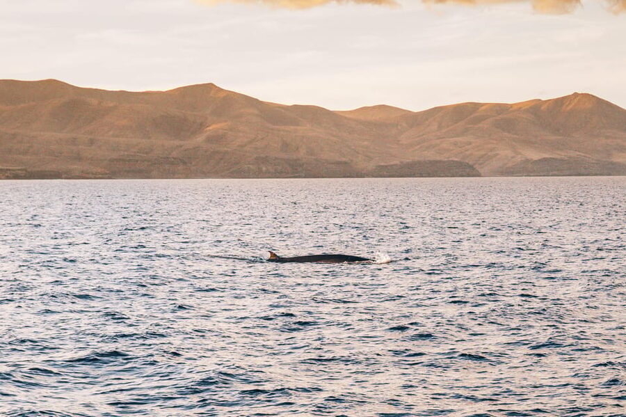 Lanzarote: Dolphin-Watching Sunset Cruise with Transfers - If the Sea Turns Choppy: Comfort Tips That Matter