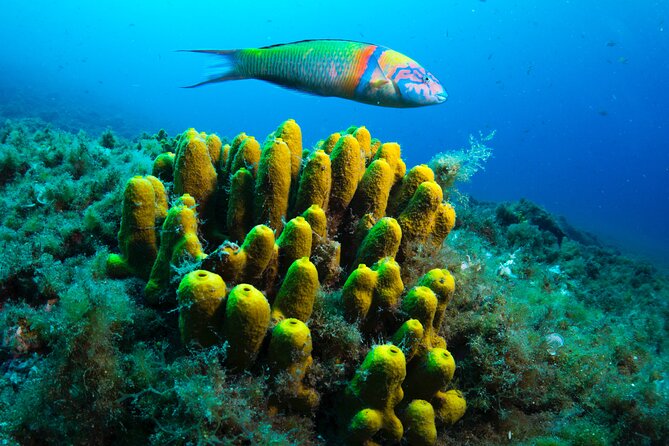 Lanzarote Introductory Scuba Diving Experience - Price and what you truly get for $81.10