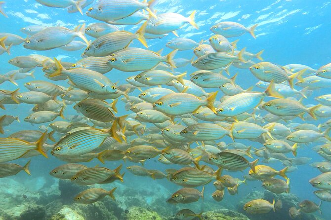 Lanzarote Introductory Scuba Diving Experience - Where to meet in Puerto del Carmen and how the day flows