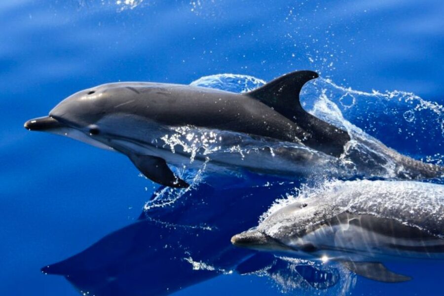 Lanzarote: Lobos Island Half-Day Dolphin Watching Trip - Why Lobos Island Makes This Dolphin Trip Feel Real