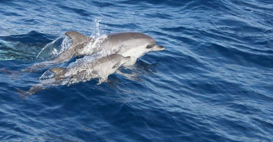 Lanzarote: Lobos Island Half-Day Dolphin Watching Trip - How the Morning Transfer Gets You to the Right Place