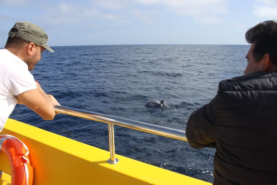 Lanzarote: Lobos Island Half-Day Dolphin Watching Trip - The Lobos Island Arrival: Picnic, Rock Pools, and Beach Time