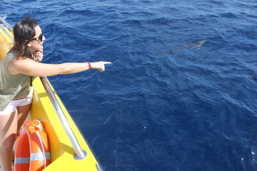 Lanzarote: Lobos Island Half-Day Dolphin Watching Trip - What’s Included: The Picnic Lunch and Drinks (and What to Watch For)