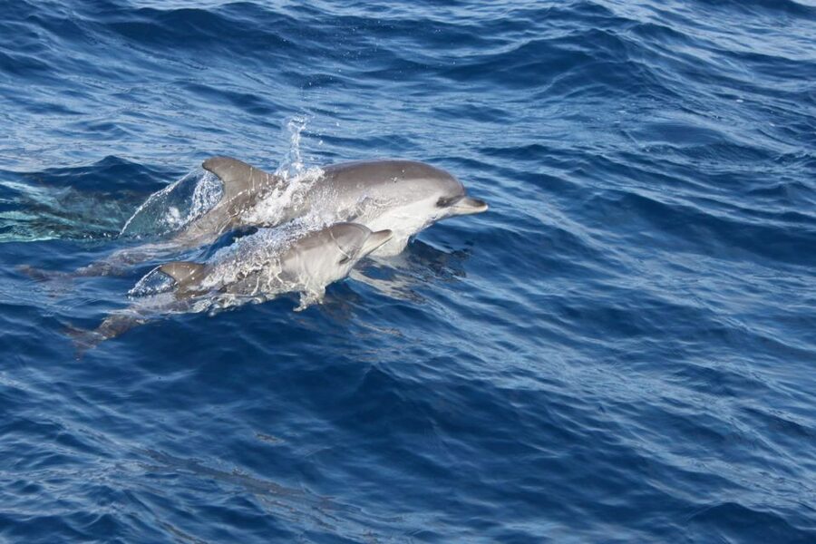 Lanzarote: Lobos Island Half-Day Dolphin Watching Trip - Should You Book the Lanzarote to Lobos Dolphin Trip?
