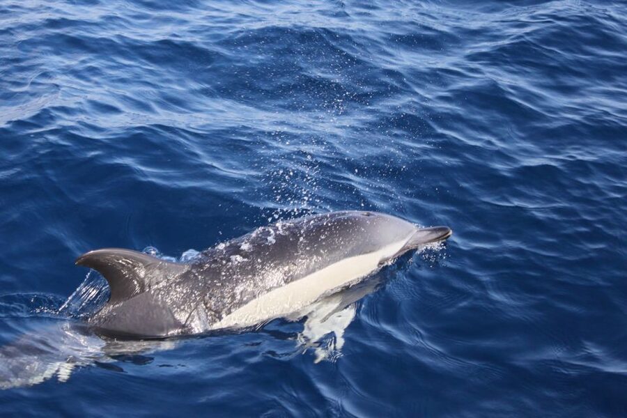 Lanzarote: Lobos Island Half-Day Dolphin Watching Trip - On the Water: Dolphin Watching That Depends on the Sea