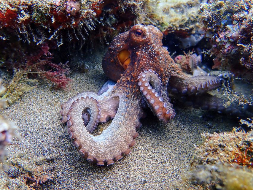 Lanzarote: Scuba Diving for Beginners - 1 Dive - What to bring for this 2.5-hour plan