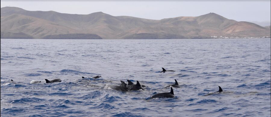 Lanzarote: Sea Safari Experience - Key highlights worth aiming for