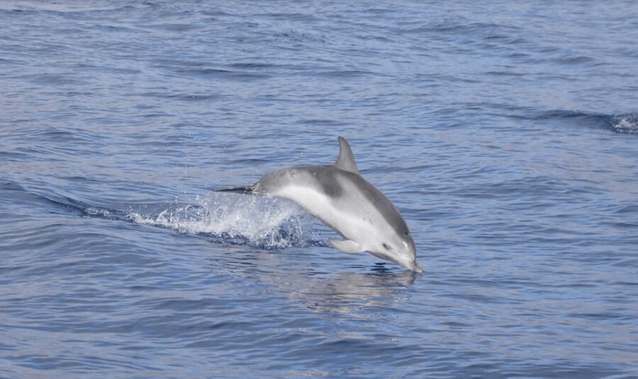 Lanzarote: Sea Safari Experience - Meeting at Pontoon H and Boarding the OLBAP TR8