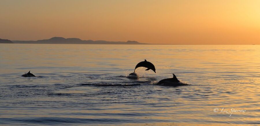 Lanzarote: Sea Safari Experience - How the cetacean team improves your odds (and why the hydrophone matters)