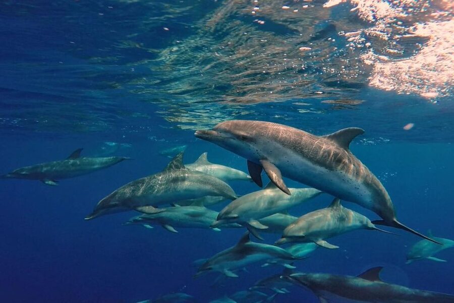 Lanzarote: Sea Safari Experience - What you’re really looking for: whales, dolphins, and marine life