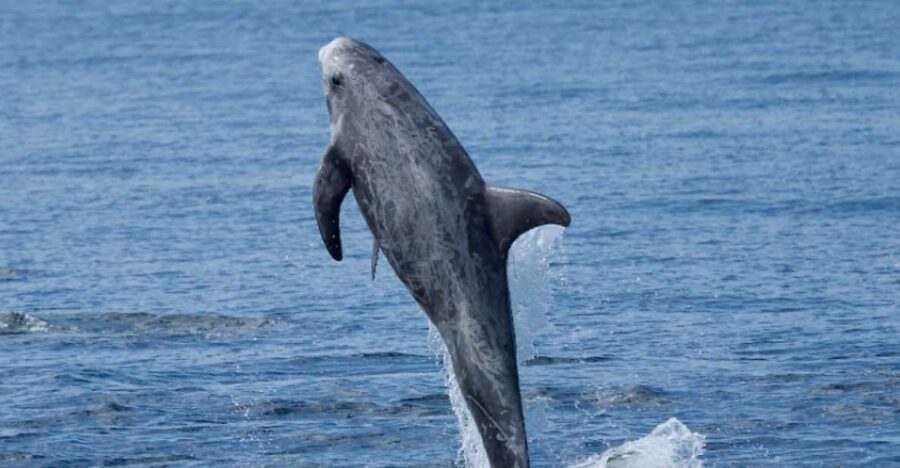 Lanzarote: Sea Safari Experience - Price and value: is $71 for 3 hours a fair deal?