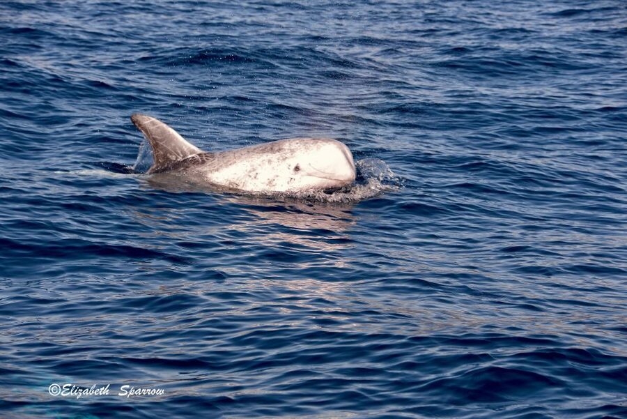 Lanzarote: Sea Safari Experience - Who should book this sea safari, and who might not