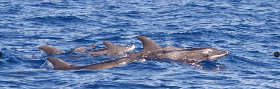 Lanzarote: Sea Safari Experience - What the 3-hour Sea Safari feels like on this motor trimaran
