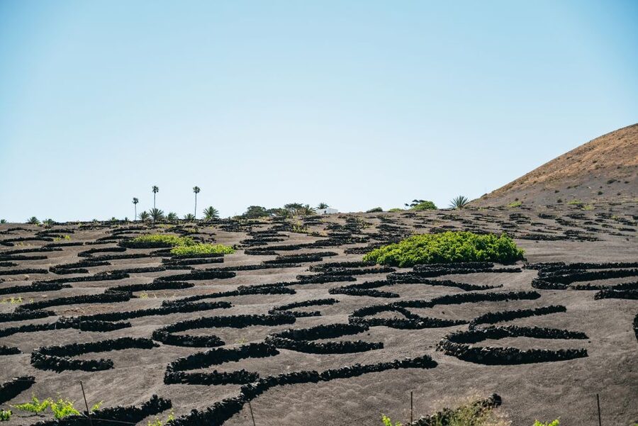 Lanzarote: Timanfaya National Park & La Geria Tour - Timanfaya’s Hilario’s Plateau: where you feel the island’s power