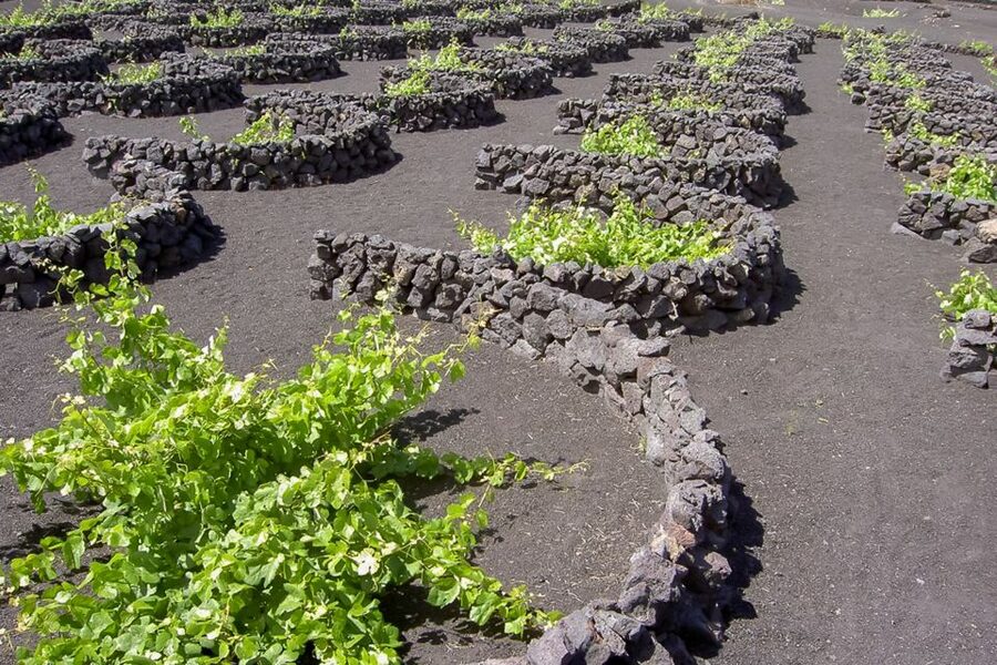 Lanzarote: Timanfaya Park and Jameos del Agua Full-Day Tour - Price and value: what $88 really buys you, plus the extras