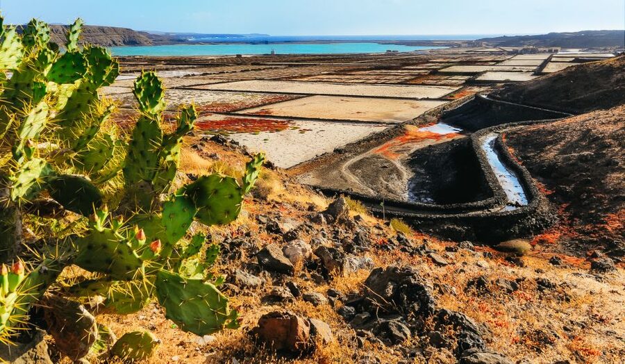 Lanzarote: Volcanos of Timanfaya and Caves Tour with Lunch - Key highlights worth planning for