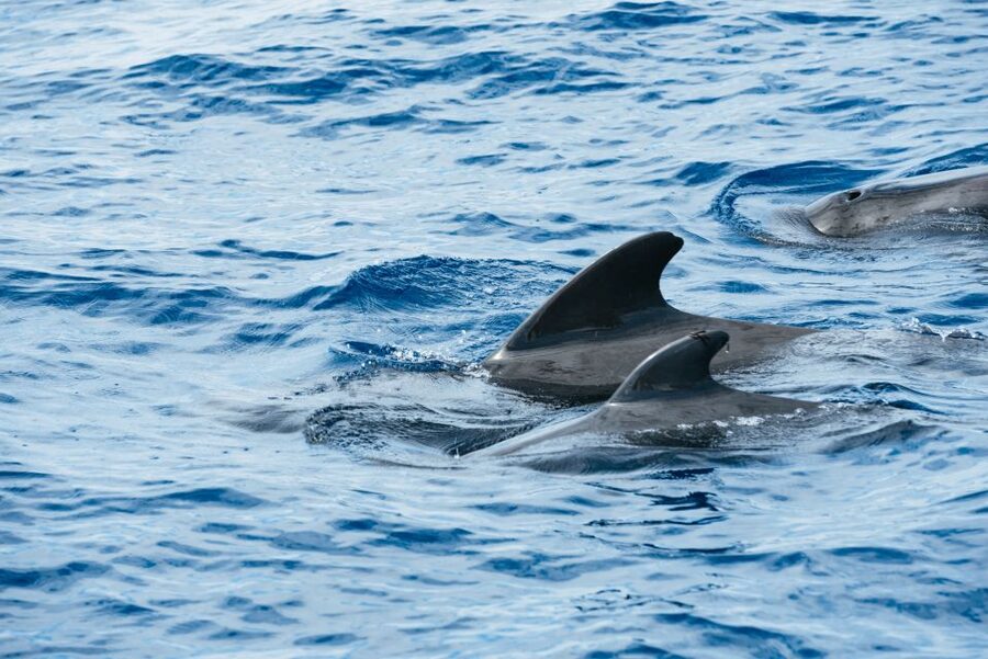 Las Galletas: Whale & Dolphin Tour with Local Skipper - Key points