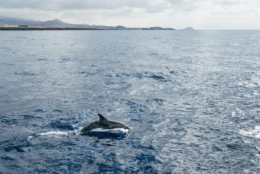 Las Galletas: Whale & Dolphin Tour with Local Skipper - Heading out for whales and dolphins: spotting is only half the job