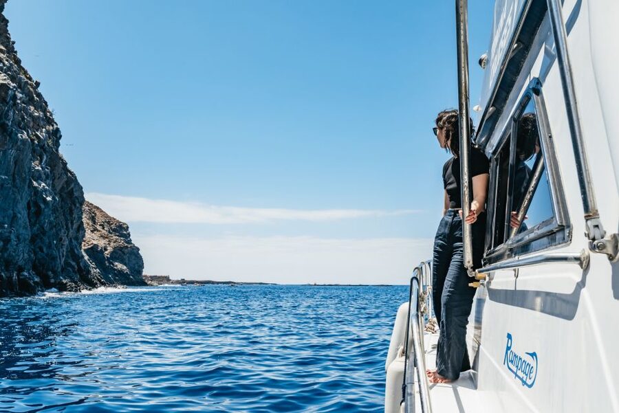 Las Galletas: Whale & Dolphin Tour with Local Skipper - The swim and snorkel anchor stop: best when conditions cooperate