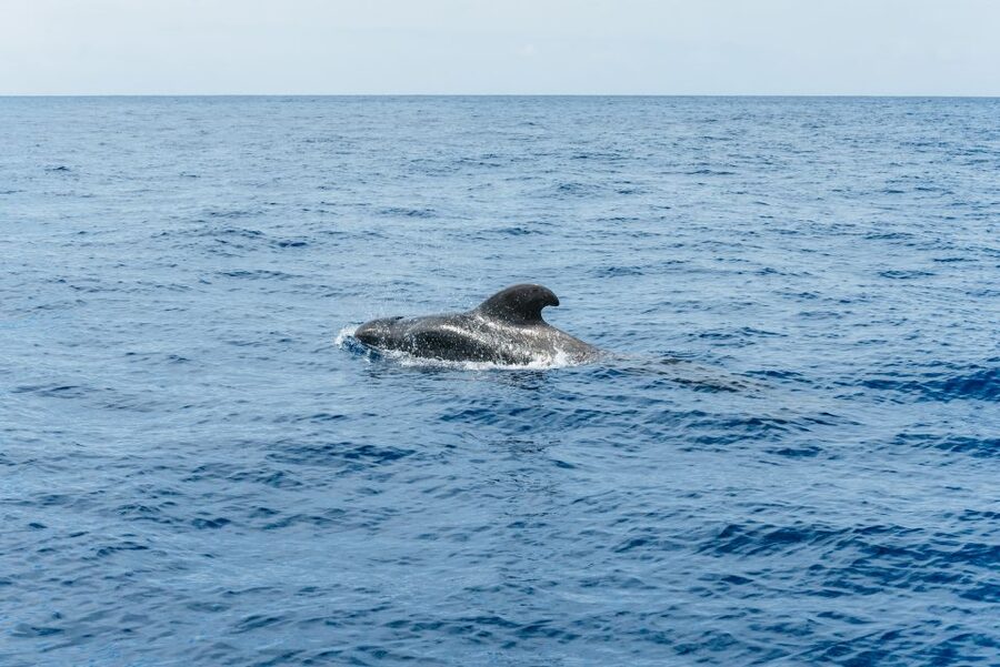 Las Galletas: Whale & Dolphin Tour with Local Skipper - Practical tips: what to pack, how to handle seasickness, and comfort wins