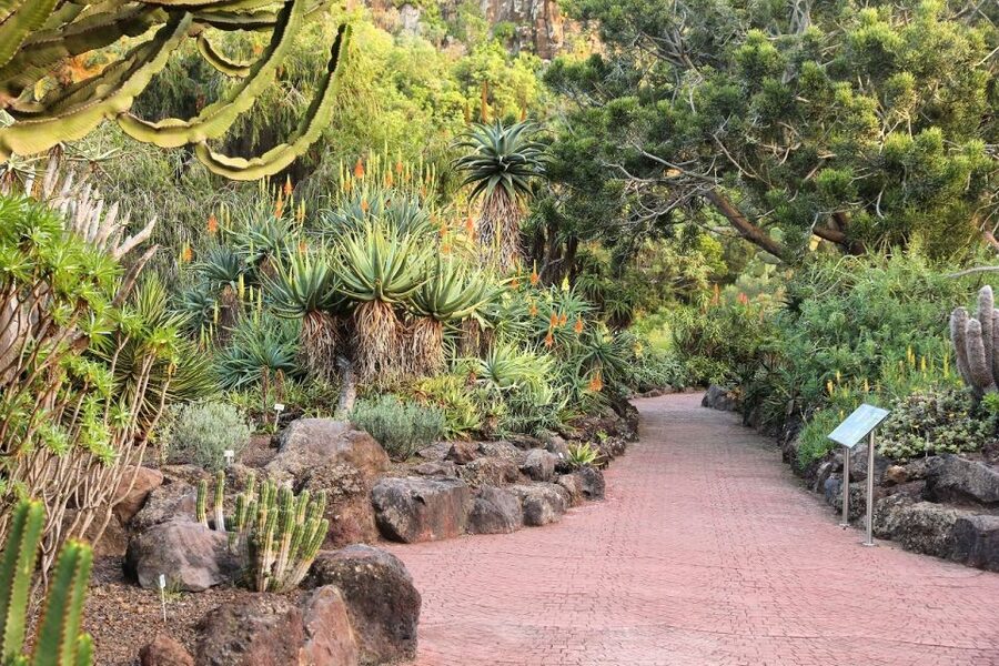 Las Palmas, Botanical Gardens and Bandama Volcano Tour - The Canary Islands Botanical Garden, and why 45 minutes can be enough