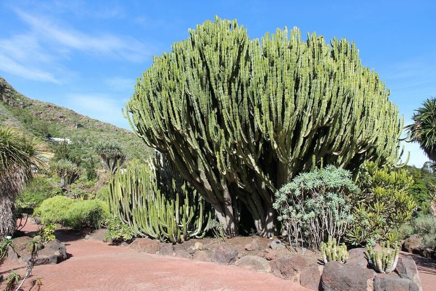 Las Palmas, Botanical Gardens and Bandama Volcano Tour - Who this tour fits best, and who should adjust expectations
