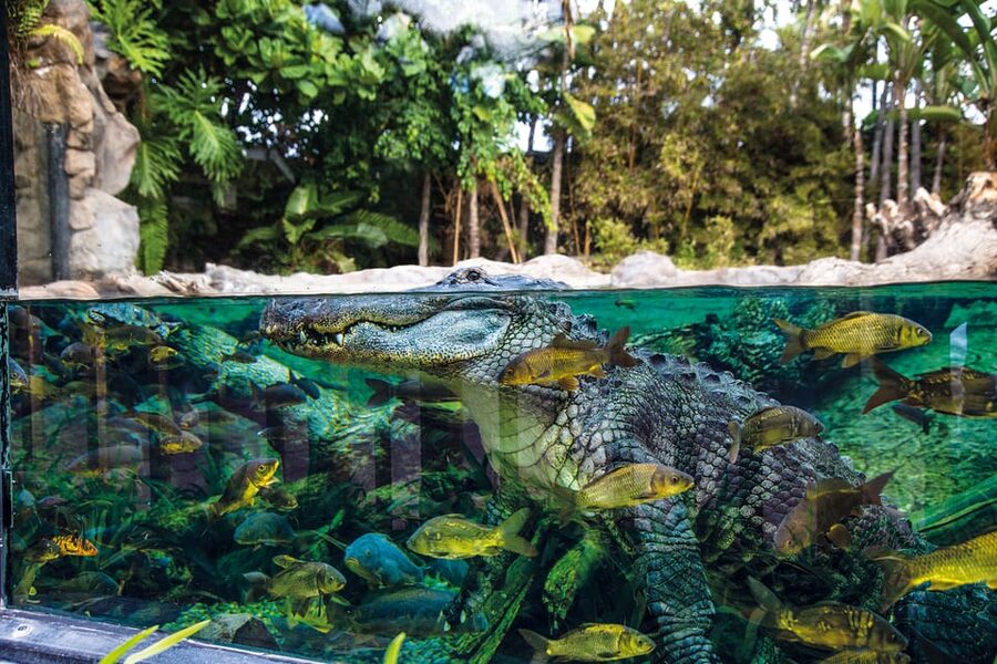 Loro Parque and Siam Park Combined Admission Tickets - Should You Book This Combo Ticket?