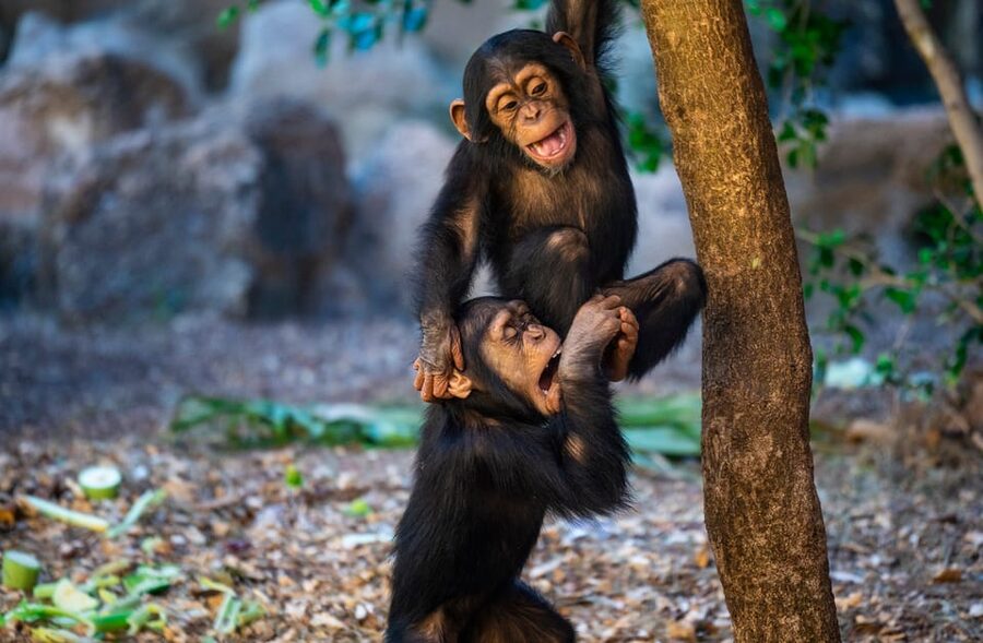 Loro Parque and Siam Park Combined Admission Tickets - Who Should Buy This Combo Ticket?
