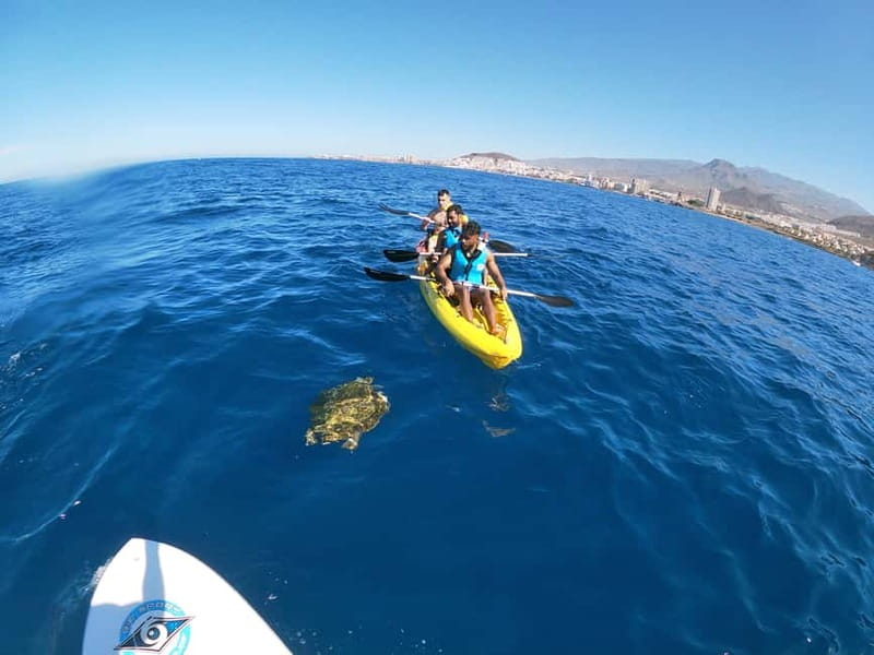 Los Cristianos: Kayak and Snorkel with Turtles and Photos - Should you book this Los Cristianos kayak, turtles, and dolphin tour?