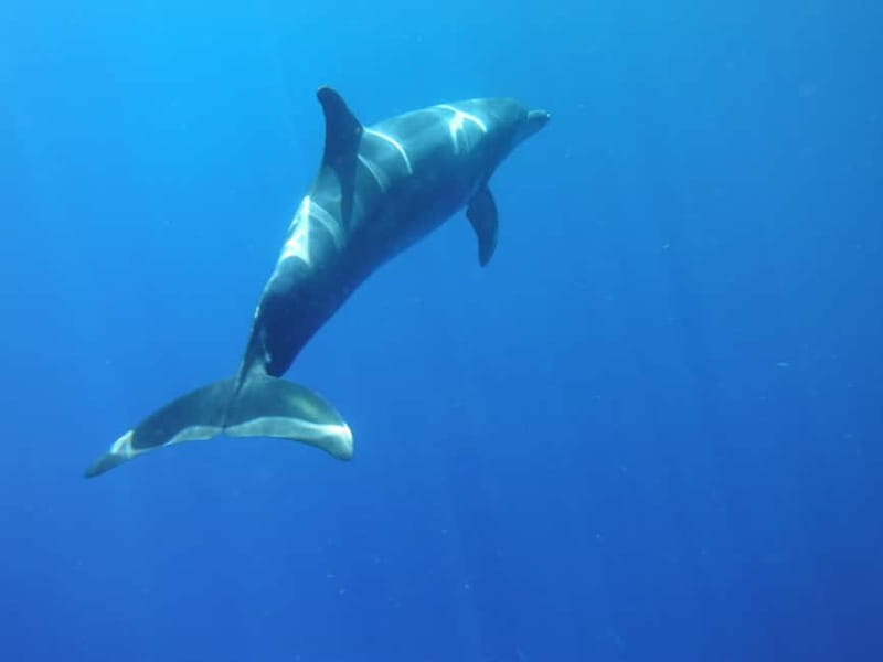 Los Cristianos: Kayak and Snorkel with Turtles and Photos - Kayaking along southern Tenerife’s volcanic coast and sea cave approach