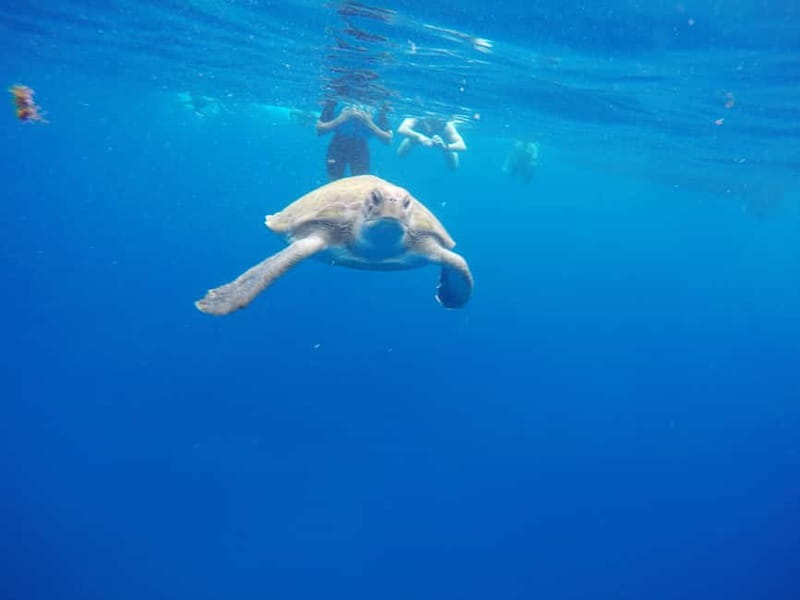 Los Cristianos: Kayak and Snorkel with Turtles and Photos - The guides, the pacing, and the free aquatic photos and videos