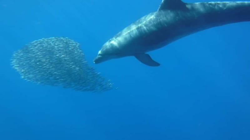 Los Cristianos: Kayak and Snorkel with Turtles and Photos - Price and value at about $34 for three hours of sea time