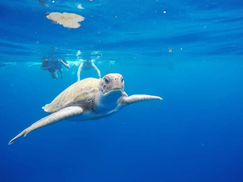 Los Cristianos: Kayak and Snorkel with Turtles and Photos - Snorkeling in caves: turtles, reef fish, and why the 20 minutes matters