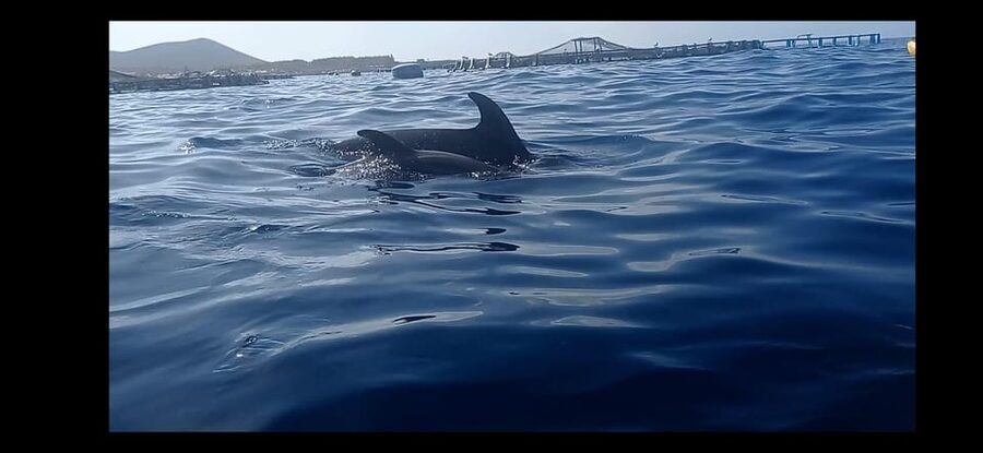 Los Cristianos: Kayak & Snorkel Tour with turtles and photos included - Paddle time along Los Cristianos, toward the fish farms