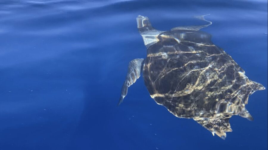 Los Cristianos: Kayak & Snorkel Tour with turtles and photos included - Montaña de Guaza break: dolphin watching plus scenic viewpoints