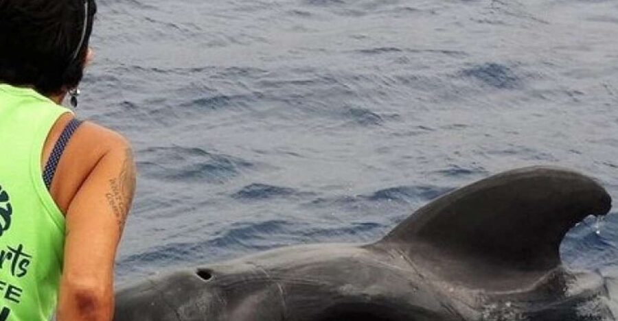 Los Cristianos Respectful No-Chase Whale and Dolphin Safari - Who should book this safari, and who should skip it