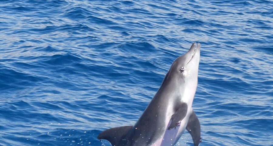Los Cristianos Respectful No-Chase Whale and Dolphin Safari - The 2 hour flow, how the cruise moves through Los Cristianos waters