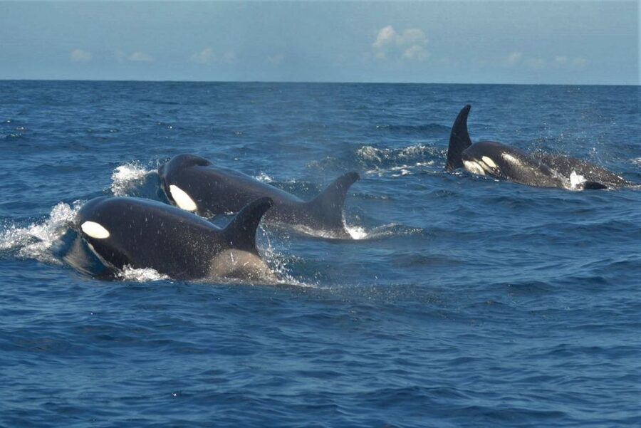 Los Cristianos Respectful No-Chase Whale and Dolphin Safari - When animals show up, here is what to look for