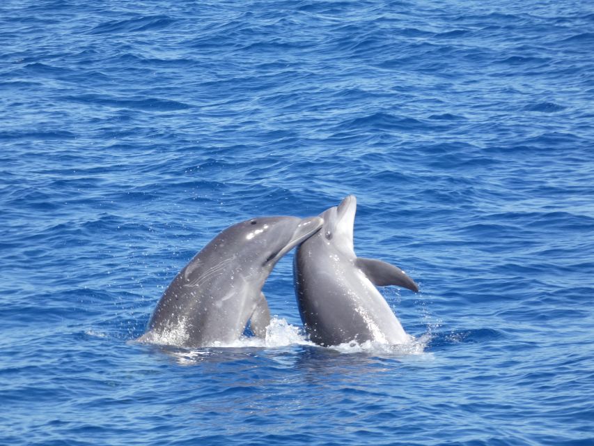 Los Cristianos Respectful No-Chase Whale and Dolphin Safari - The no swim rule, why 2 hours stays respectful