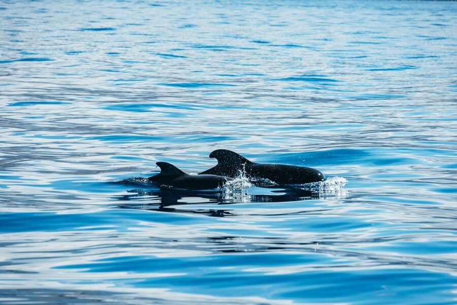 Los Cristianos Respectful No-Chase Whale and Dolphin Safari - Licenses and distances, why being able to go farther matters