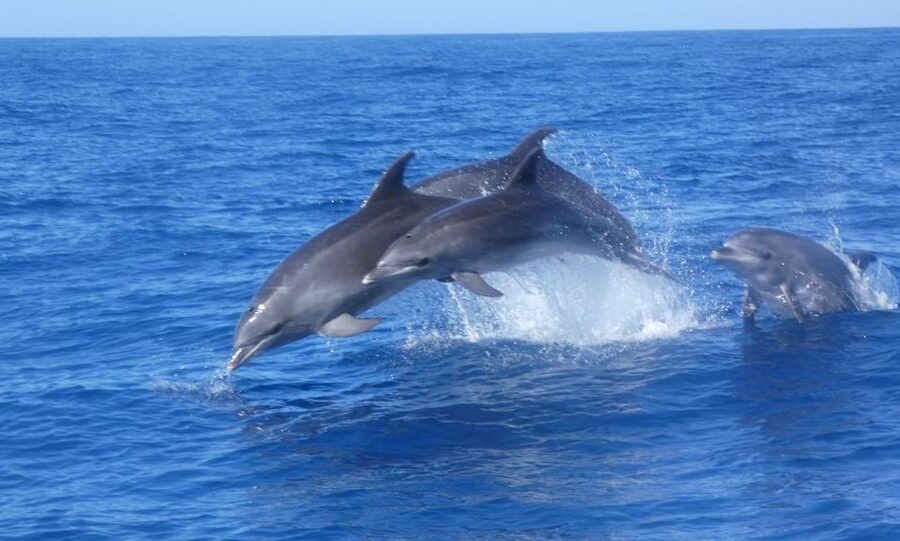 Los Cristianos Respectful No-Chase Whale and Dolphin Safari - What you pay for, and why the value feels fair