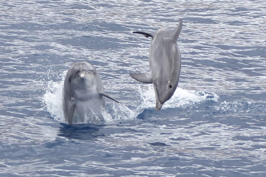 Los Cristianos Respectful No-Chase Whale and Dolphin Safari - Meet the Bahriyeli, the boat setup built for viewing