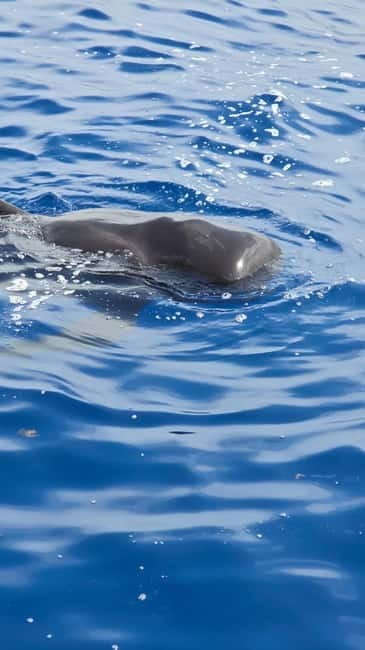 Los Cristianos: Viking Cruise Whales & Dolphins Watching - Key highlights before you go
