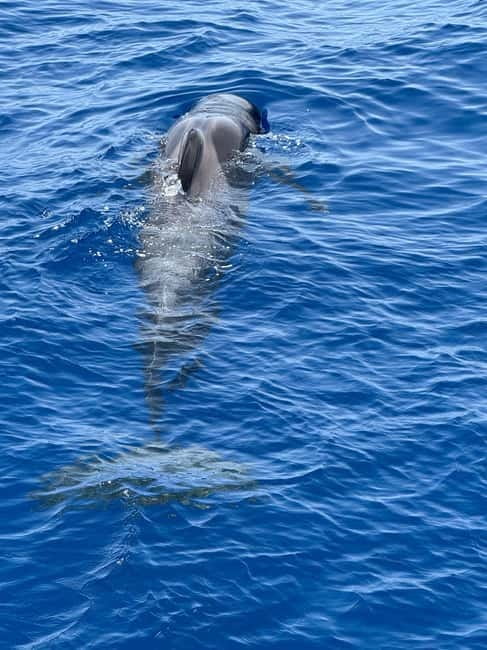 Los Cristianos: Viking Cruise Whales & Dolphins Watching - Boarding Ragnarok in Los Cristianos, right by the harbor