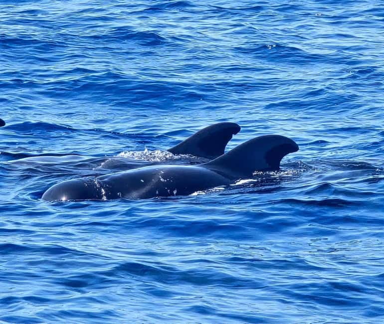 Los Cristianos: Viking Cruise Whales & Dolphins Watching - Comfort, bar, and the little details that affect your mood