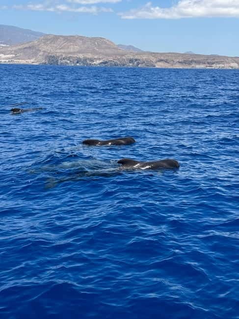 Los Cristianos: Viking Cruise Whales & Dolphins Watching - Should you book Los Cristianos Viking whales and dolphins?