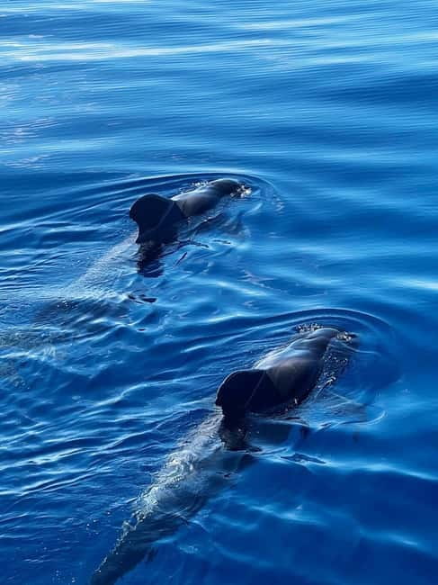 Los Cristianos: Whale Watching Cruise w/Swim Stop & Drinks - Entering the Viking Ragnarok world in Los Cristianos