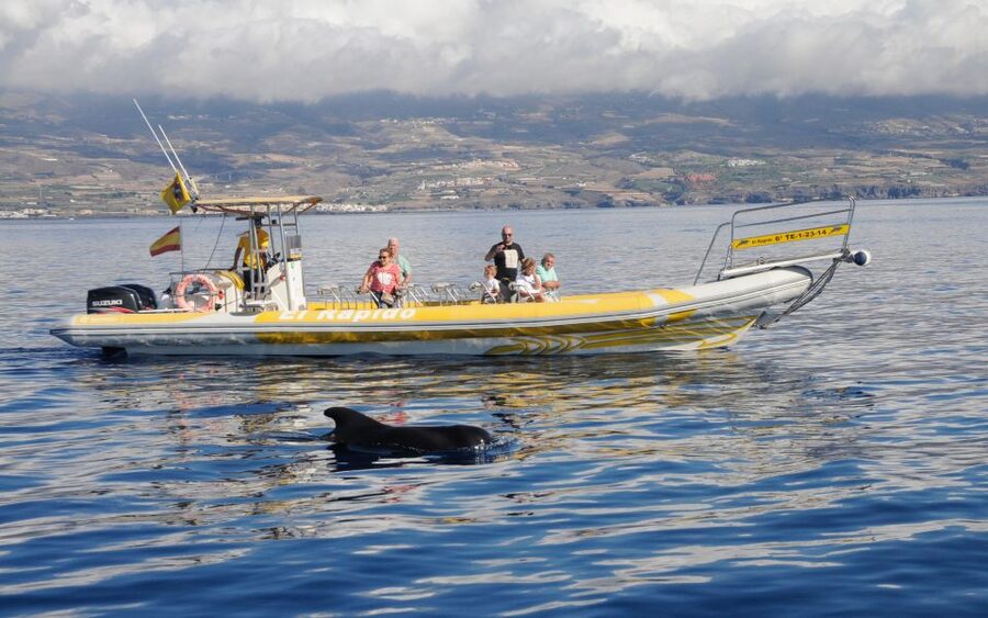 Los Gigantes: Dolphin and Whale Watching Cruise by Speedboat - Key Things I’d Watch for on This Los Gigantes RIB Tour