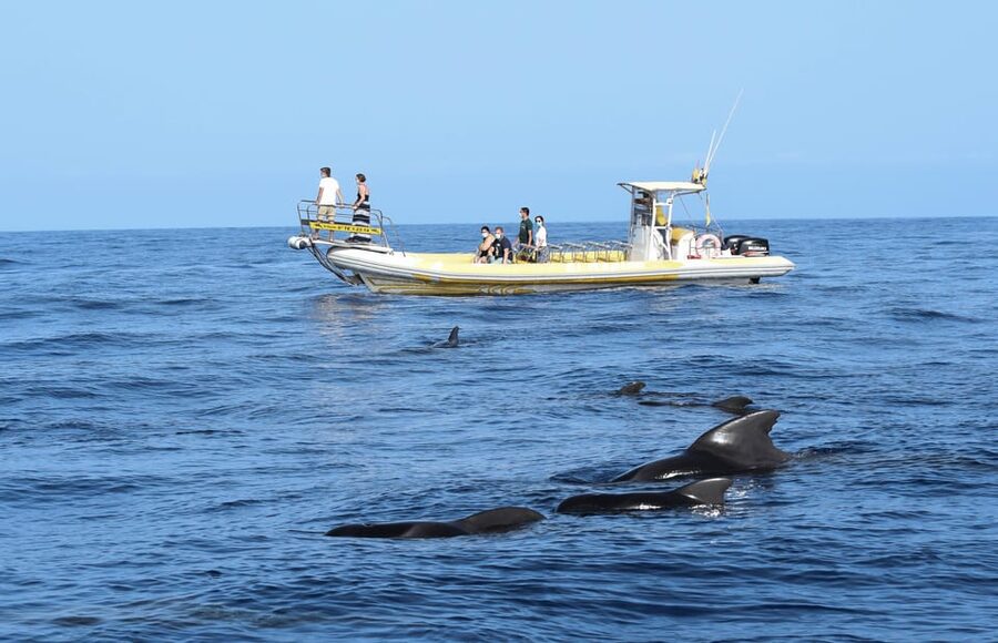 Los Gigantes: Dolphin and Whale Watching Cruise by Speedboat - Whale and Dolphin Search in the Sanctuary: Your Best Chances