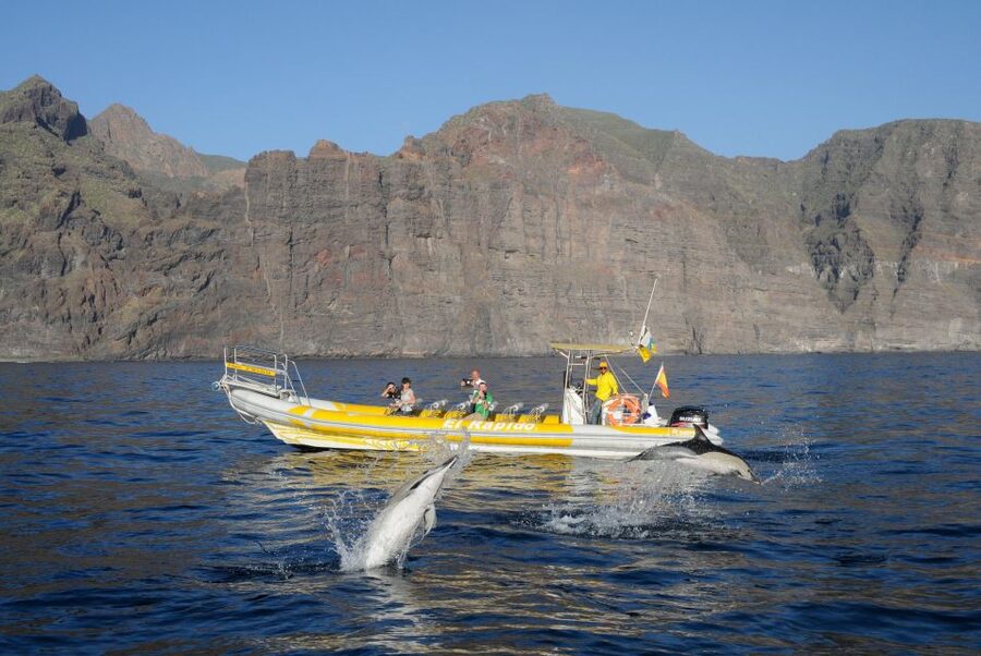 Los Gigantes: Dolphin and Whale Watching Cruise by Speedboat - Cruising Beside Masca and Los Gigantes Cliffs